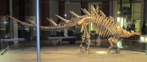Kentrosaurus in the Museum f&uuml;r Naturkunde